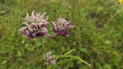 2025-07-24-AV-Miesing-24