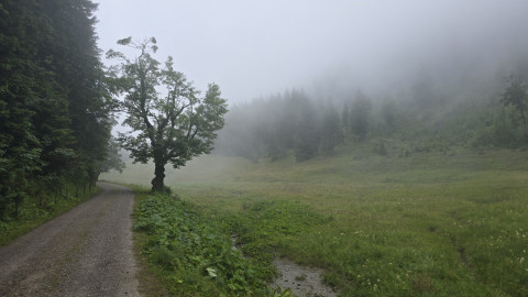 2025-07-24-AV-Miesing-6