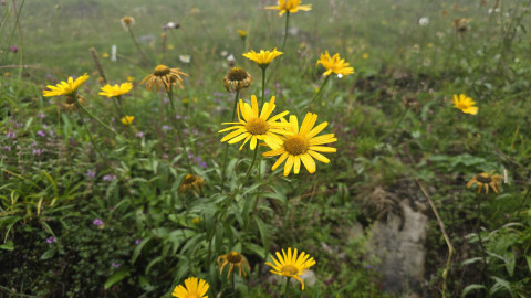 2025-07-24-AV-Miesing-18