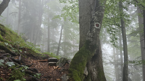 2025-07-24-AV-Miesing-4