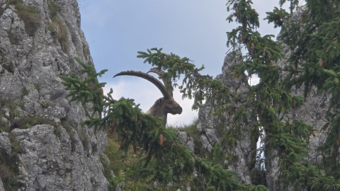 2025-07-10-Benediktenwand-17