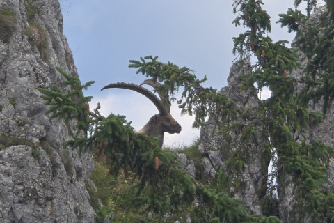 Benedikenwand 10.07.2025