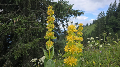 2025-07-10-Benediktenwand-9