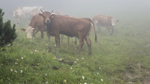 2025-07-24-AV-Miesing-13