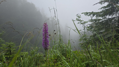 2025-07-24-AV-Miesing-5