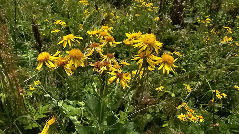2025-07-13-AV-St.-Antoenien-Tilisunahuette-7