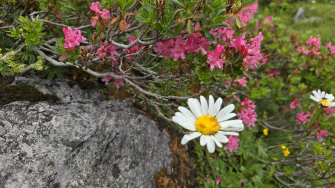 2025-07-15-AV-Lindauer-Huette-Geissspitze-67