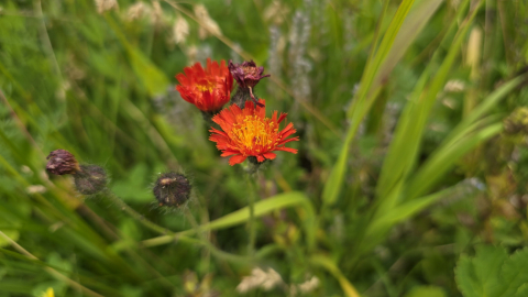 2025-07-18-AV-Totalphuette-Berghaus-Sulzfluh-124