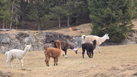 2026-02-05-AV-Wendelstein-5