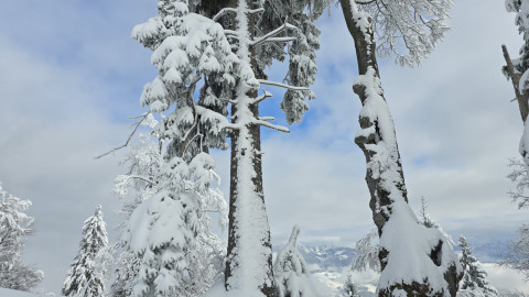 2025-11-27-AV-Wildbarren-30