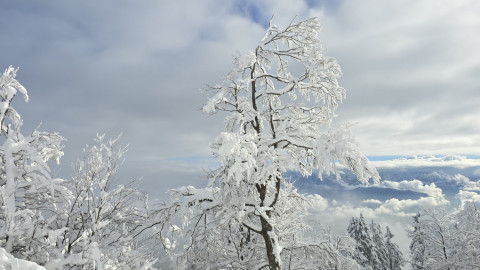 2025-11-27-AV-Wildbarren-33